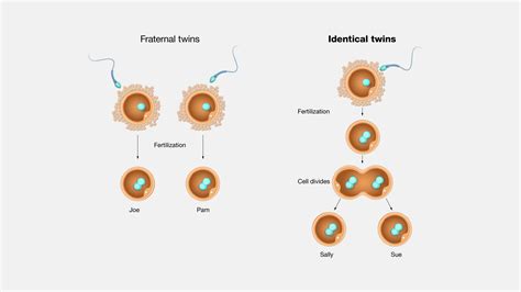 Human Embryo Twins