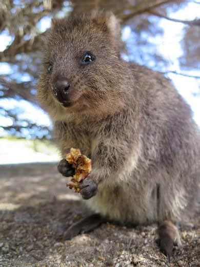 Top 15 Quokka Facts - Diet, Habitat, Survival & More | Facts.net