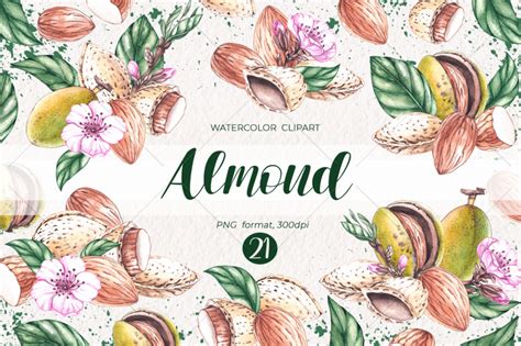 Watercolor Almond/ Watercolor clipart PNG By SKartistStudio | TheHungryJPEG