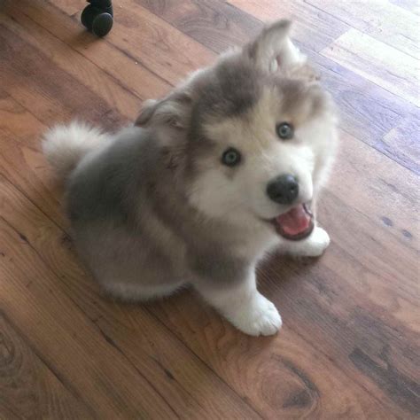 Alaskan Malamute Husky Puppies | PETSIDI