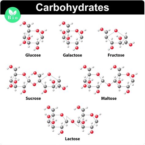 Carbohydrate Structure