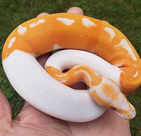 @laceandstiches | Pet snake, Cute reptiles, Pretty snakes