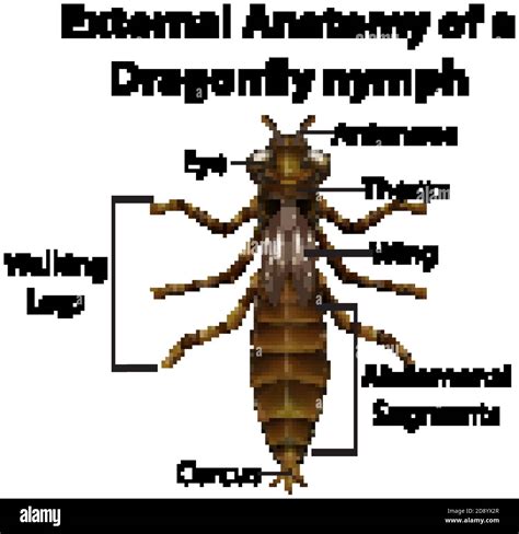 External Anatomy of a Dragonfly nymph on white background illustration ...