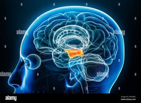 Midbrain or mesencephalon x-ray profile close-up view 3D rendering ...