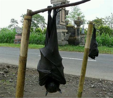 Bats of the genus Pteropus are the largest bats in the world – The Rams ...