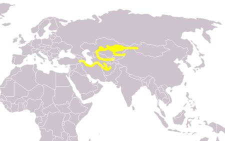 Caspian Tiger Characteristics, Habitat & Extinction | Study.com