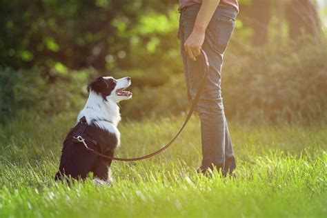 How to Train a Border Collie: 15 Tips & Tricks – Dogster