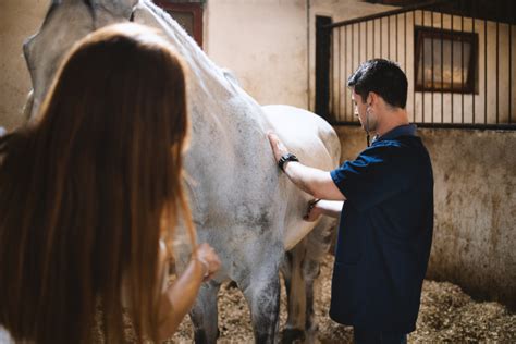 Horse Colic Surgery: When It's Necessary and What to Expect - Savvy ...