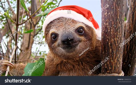 Funny Baby Sloth Christmas Santa Hat Stock Photo 120432151 - Shutterstock