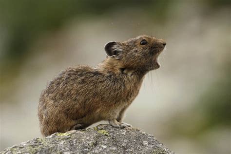 10 Incredible Pika Facts - A-Z Animals