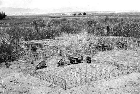 Mourning doves in Funnel Trap (Photograph by Ron Oakleaf). | Download ...