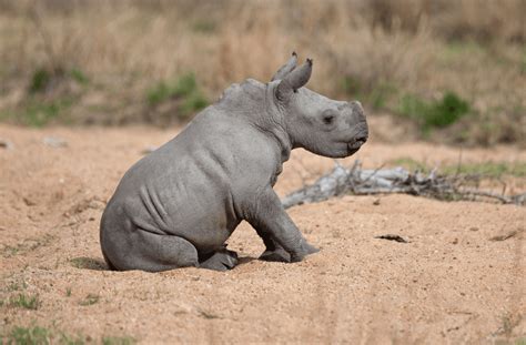 The Little Giants - A Journey Through 7 Fascinating Baby Rhino Facts ...