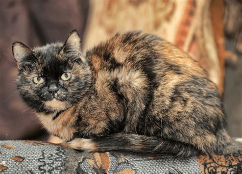 Introduction to Genetics, Case Study 1: Tortoiseshell cat colour - Good ...