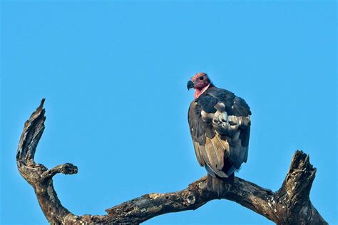 16 of the World's Most Endangered Vulture Species