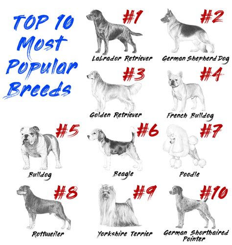 AKC's Most Popular Dog Breeds