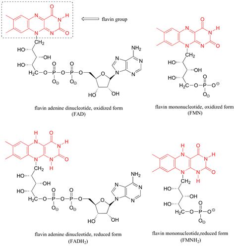 Structures of common coenzymes - Chemistry LibreTexts