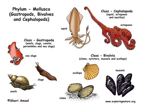 Phylum - Mollusca (Gastropods, Bivalves, Cephalopods)