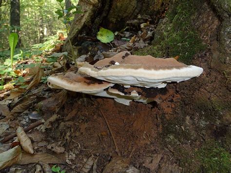 Mushroom Growing Around Trees: What it Means - RTEC Treecare