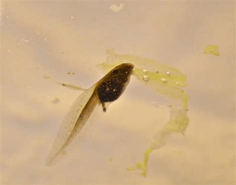 What to Feed Tadpoles - DIY recipes for different stages of development