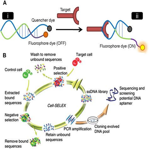 Aptamer technology for tracking cells’ status & function | Molecular ...