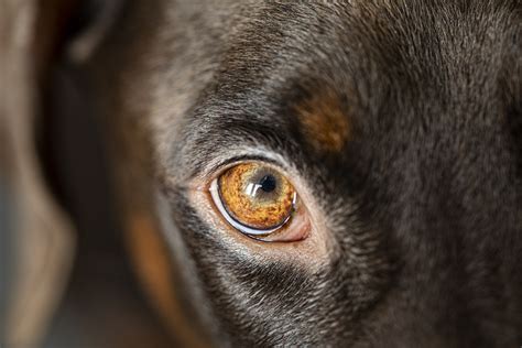 Dog Eye Stye: Causes, Symptoms & Treatment