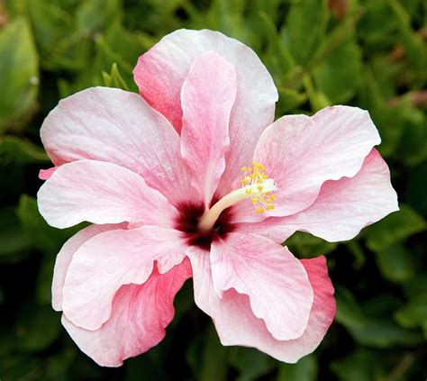 Chinese Hibiscus (hibiscus Rosa Sinensis) Photograph by Pascal ...