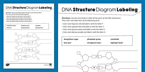 DNA Labeling Worksheet | Teaching Resource | Twinkl USA