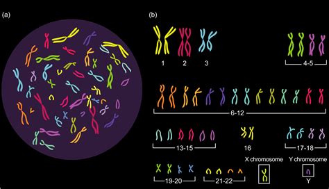 Chromosomes In A Human Cell