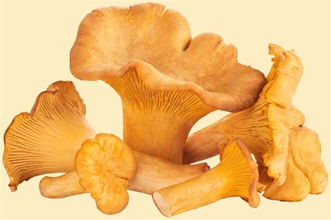 14 Types of Mushrooms and their Uses | Epicurious