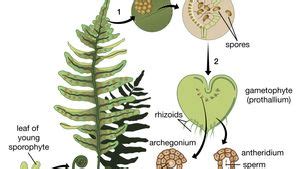 What Do Sporangia Cones and Flowers Have in Common - Peyton-has-Tapia