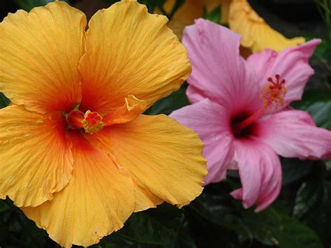 http://flowersong.in/flowers/chinese-hibiscus Chinese Hibiscus ...