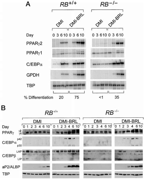 Expression of adipocyte markers during differentiation of normal and ...