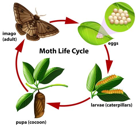 Moth life cycle diagram 302740 Vector Art at Vecteezy