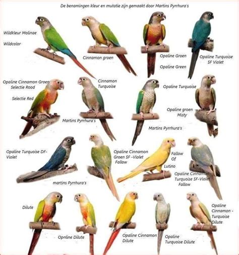 Pin by Maarten Van der Walt on Bird types in 2022 | Love birds pet ...