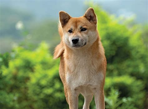 Shiba Inu | Breed, Care, Upkeep, Temperament, Overview, Description ...