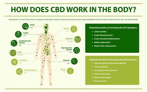 Best 8 CBD Benefits for your health » CBD ReThink