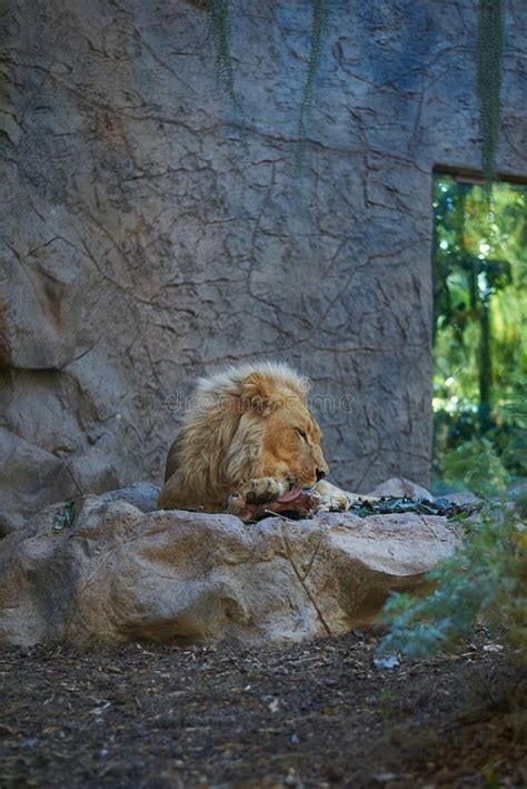 695 Lion Eating Meat Stock Photos - Free & Royalty-Free Stock Photos ...