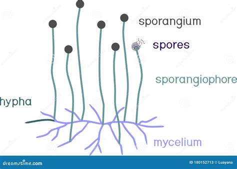 Structure of Mucor. Mycelium with Sporangium Stock Vector ...