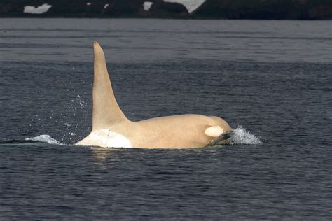 Once legendary, white killer whales now unusually abundant in western ...