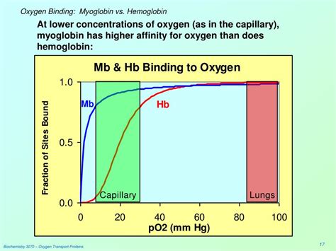 PPT - Oxygen Transport Proteins: Myoglobin & Hemoglobin PowerPoint ...