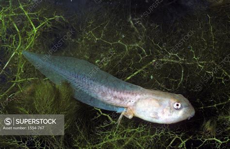 Gopher frog (Lithobates capito aesopus) tadpole, Florida, USA - SuperStock