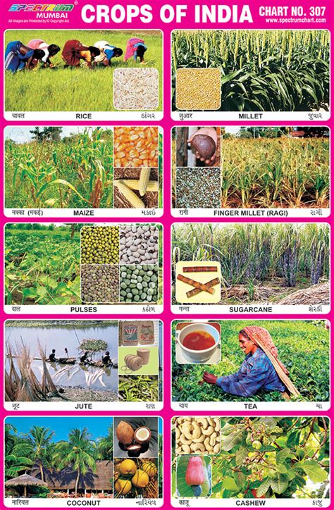 Thematic Map Of India Crops