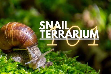 How to Make a Cute Pet Snail Terrarium (Easy Guide)