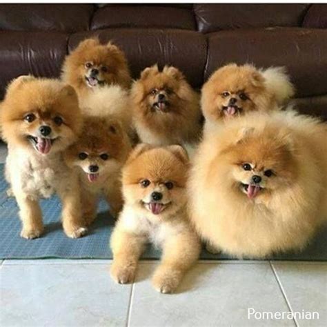 Pin on Pomeranian