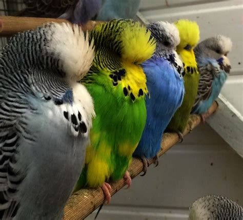 parakeets. | Bird breeds, Budgies bird, Budgerigar