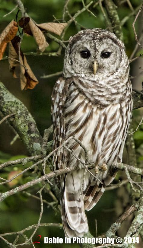 Bard Owl by J Dabler #owl #bird #birds #wildlife #wildanimal | Bard ...