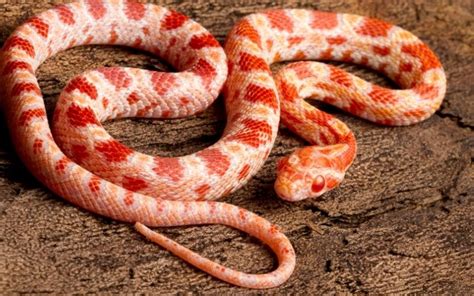 11 Amazing Corn Snake Morphs Facts [With Picture]