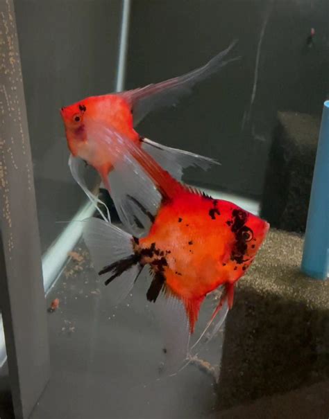 Koi Angelfish Breeding Pair #3205 for sale – Angels Plus