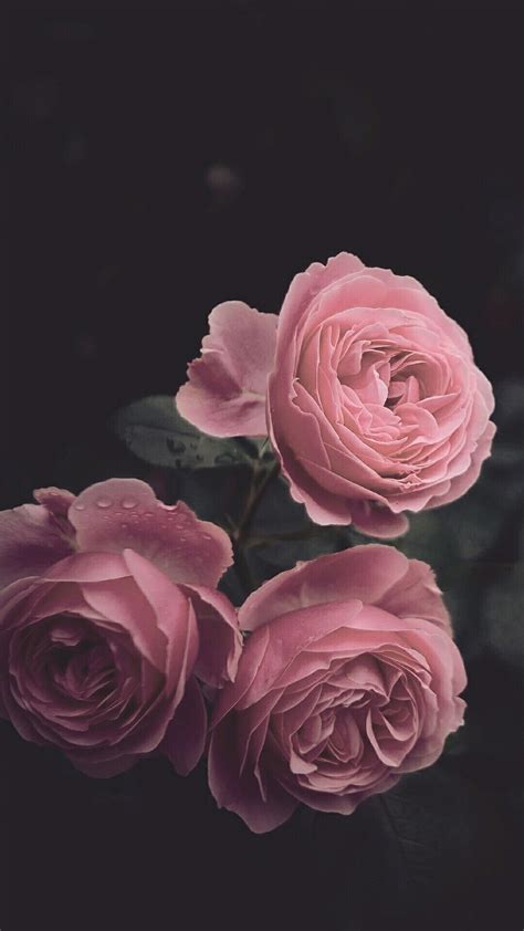 Pink Rose iPhone Wallpapers - Wallpaper Cave