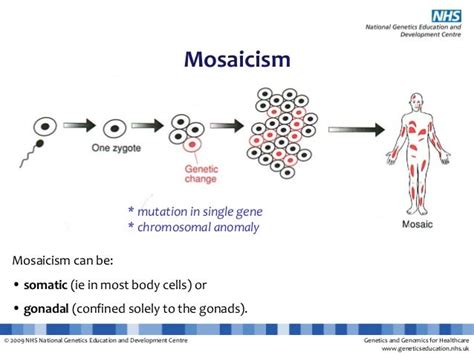 Explanation slides Somatic Mutations cancer